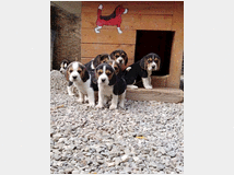 Cuccioli di beagle tricolore